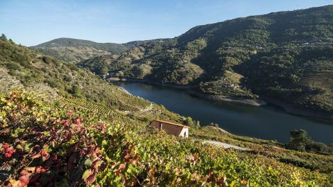 La ribera de Amandi da nombre a la subzona vinícola, que se extiende por Lobios y Pinol