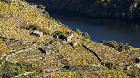 Viñedos en el lugar de O Lameiro