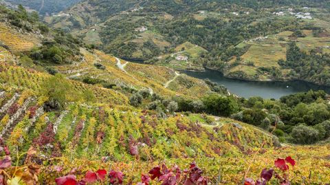Otra vista de los viñedos de la ribeira de Lobios