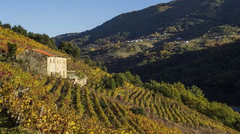 Viñas en el lugar de Sancosmede