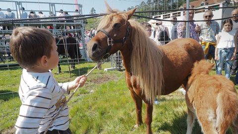 Los más pequeños disfrutaron especialmente de los ponis y los caballos