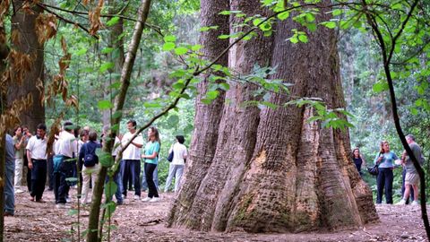 Souto da Retorta, en Viveiro, un bosque con árboles gigantes