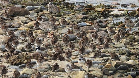 Miles de aves migratorias visitaron este lunes la ría de Avilés