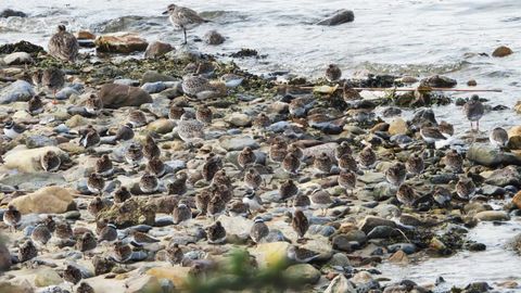 Miles de aves migratorias visitaron la ría de Avilés este lunes