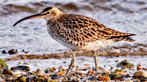 La espectacular visita de miles de aves migratorias a la ría de Avilés