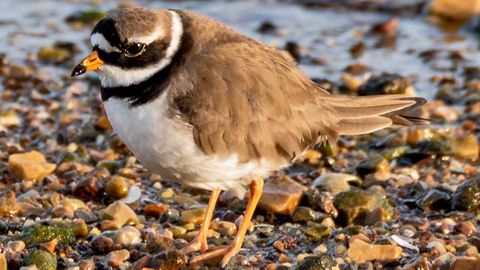 Miles de aves migratorias visitaron la ría de Avilés este lunes