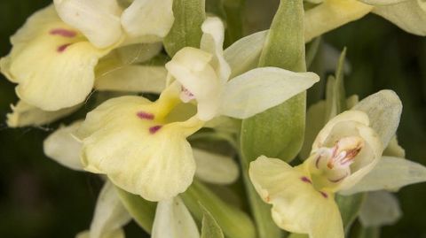 Flores de la orquídea Orchis provincialis