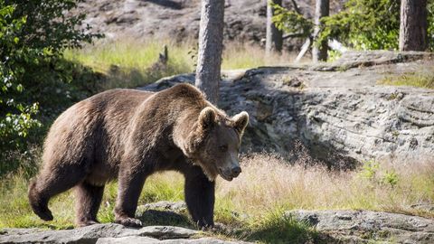 Oso pardo, especie en peligro de extincin