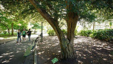 amenaza.Tejo. El ejemplar es otro de los que sufre la concentración de jóvenes que invaden su espacio cada semana. Un libro editado por el Concello en 1987 calculó que en Méndez Núñez hay 500 especies plantadas. Una cantidad que sufrió variaciones desde entonces