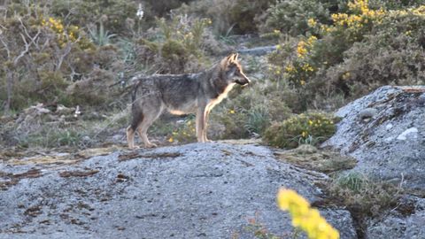 Imagen de archivo de un lobo en O Forgoselo
