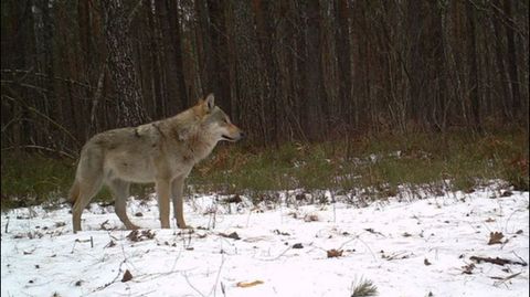 Lobo europeo (Canis lupus). Autor: TREE Project / Sergey Gaschack