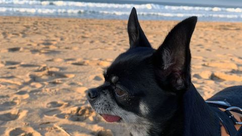 Un chihuahua disfruta de un da de playa