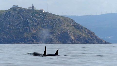Nuevas especies en Galicia