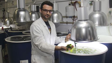 cica.Estudio de macroalgas. Una de las aplicaciones del grupo en el que trabaja Eduardo Casais Caamaño es conseguir biofiltros en acuicultura para generar productos enriquecidos