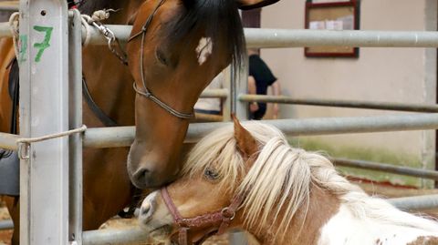 Caballos en el recinto ferial de Amio, en Compostela