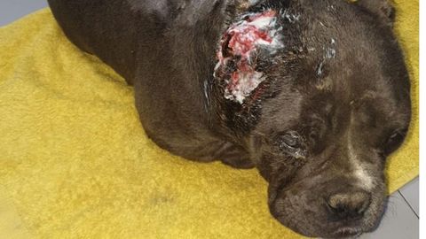 El perro abandonado en Mieres con las orejas mutiladas