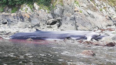 Una ballena varada cerca de Salava, en Tapia de Casariego