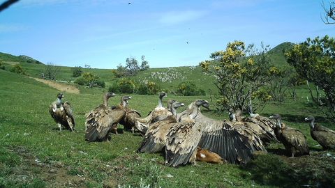 Especies carroñeras