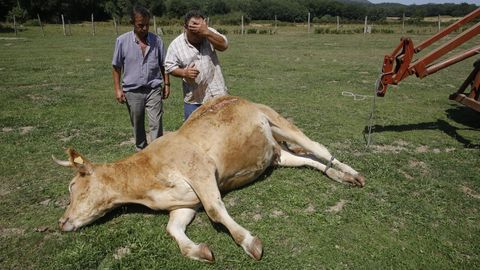 Ataque de perros a ganado en Vilar de Ulloa