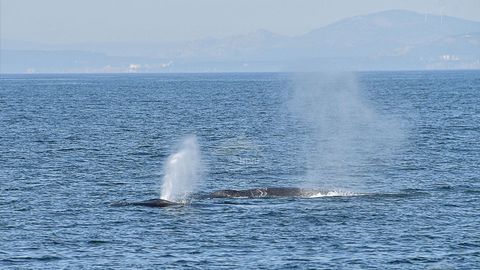 Una ballena se da un festín de kril entre Muros y Corrubedo