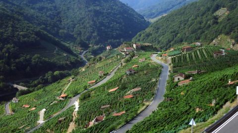 Viñedos de San Fiz, un paraje para el que la Xunta planea un plan específico de ordenación