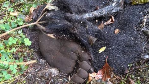 El cadver del oso encontrado por los turistas en el parque Natural de Somiedo