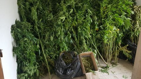 Las plantas de marihuana encontradas en un alpendre de Begonte. 