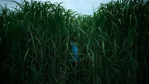 El filme «In the Tall Grass», dirigido por Vincenzo Natali, adapta una obra del escritor estadounidense Stephen King