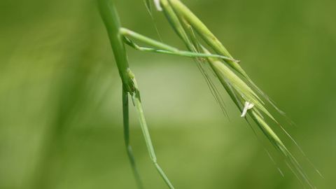 Los insectos del orden de los fásmidos adoptan formas y colores que los mimetizan con las plantas que los rodean