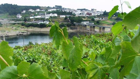 Vista de Portomarín con unos viñedos en primer termino