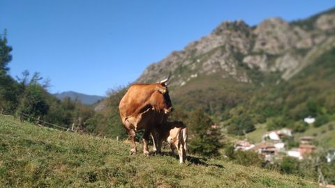 Vacas en Asturias