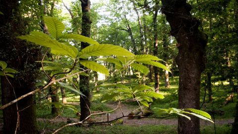 bano.FRAGA DE CATASÓS. En este bosque de Lalín podemos pasear entre los castaños centenarios que inspiraron a Emilia Pardo Bazán para escribir 'Los Pazos de Ulloa'. Es la Fraga de Catasós, declarada Monumento Natural