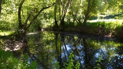 fervenza bano.BOSQUE DA FERVENZA: Está a veinte minutos de Lugo, en O Corgo, y tiene robles de más de 300 años. Ubicado en el curso alto del Miño, dentro de una Reserva de la Biosfera, es uno de los bosques de inundación más importantes de la península
