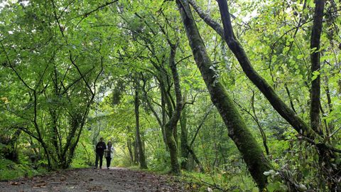 retorta bano.SOUTO DA RETORTA: Además de O Avó, su eucalipto centenario, el eucaliptal Chavín (Viveiro) conserva algunos de los ejemplares de este árbol más gigante de Galicia