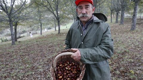 Cientos de ourensanos trabajan estos días en la recogida de la castaña