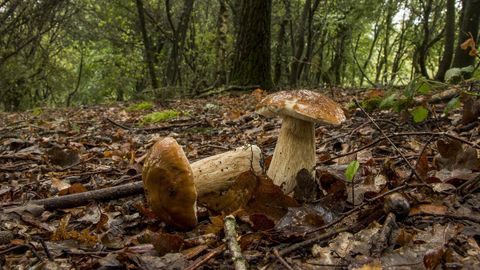 Setas comestibles de la especie «Boletus edulis» en un bosque de O Incio