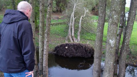 TRES ÁRBOLES (ALISOS O AMIEIROS) DERRIBADOS POR EL VIENTO EN EL PASEO DEL ASMA DE CHANTADA