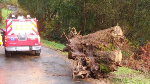 CAE UN ÁRBOL SOBRE LA CARRETERA DE FOLGUEIRO A MOSENDE, EN O VICEDO