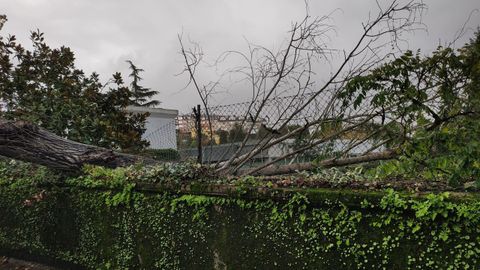 El temporal ha dejado en Galicia un reguero de árboles caídos