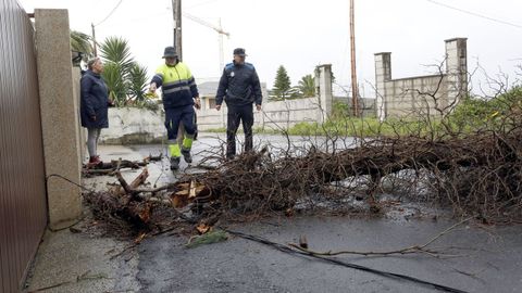 Árbol caído en O Lagartiño, en A Illa