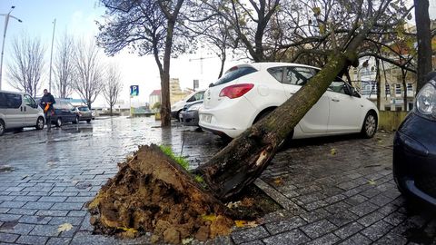 Árbol caído en O Berbés, en Vigo