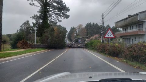 Árbol sobre la carretera en Montrove, en el concello coruñés de Oleiros