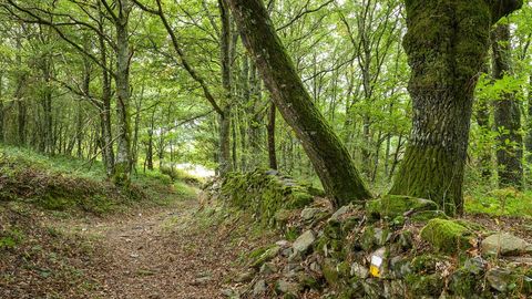 Una parte del recorrido discurre entre bosques frondosos