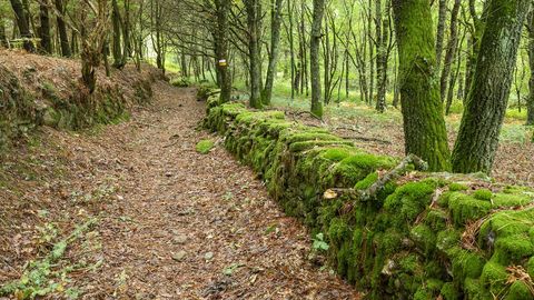 Una parte del recorrido discurre entre bosques frondosos