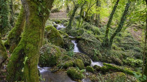 La ruta discurre por un territorio de frondosa vegetación