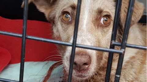 Una imagen de la perra tiroteada tomada tras su ingreso en la clínica veterinaria de Chantada