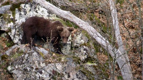 Oso joven en los Ancares leoneses, una zona desde la que los animales acceden a las sierras lucenses