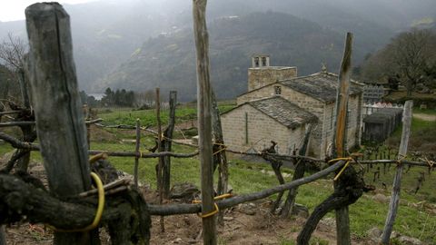 Viejas viñas junto a la iglesia románica de Atán (Pantón), que formó parte de un antiguo monasterio