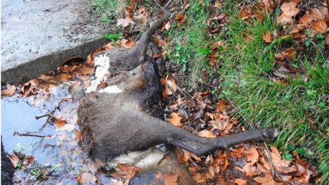 Un ciervo decapitado en el Parque Nacional de la Ubias, en Asturias.