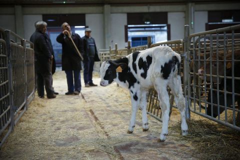  Ternero frisón en el mercado de ganado de Amio